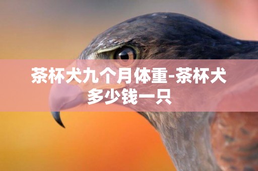 茶杯犬九個月體重-茶杯犬多少錢一只