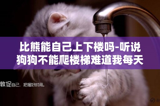 比熊能自己上下樓嗎-聽說狗狗不能爬樓梯難道我每天只能抱著狗狗上下樓梯嗎?