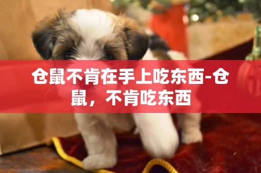 倉鼠不肯在手上吃東西-倉鼠，不肯吃東西
