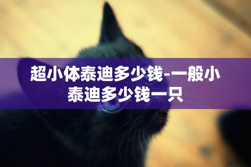 超小體泰迪多少錢-一般小泰迪多少錢一只