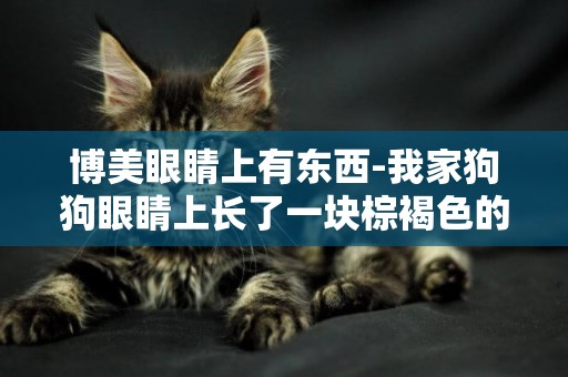 博美眼睛上有東西-我家狗狗眼睛上長了一塊棕褐色的東西，到底是什么？？