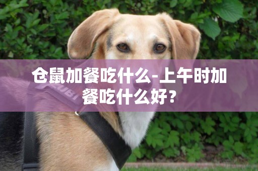 倉鼠加餐吃什么-上午時加餐吃什么好？