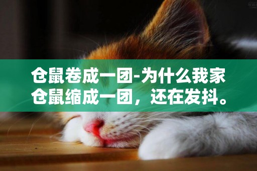 倉鼠卷成一團-為什么我家倉鼠縮成一團，還在發抖。
