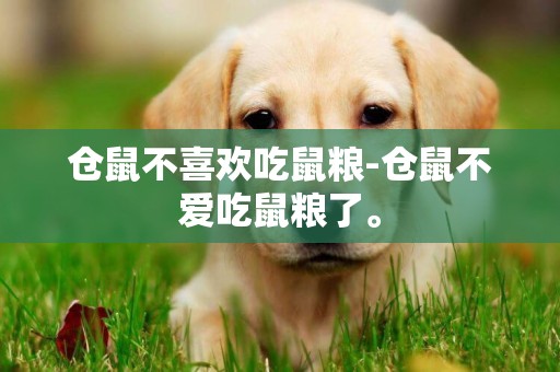 倉鼠不喜歡吃鼠糧-倉鼠不愛吃鼠糧了。