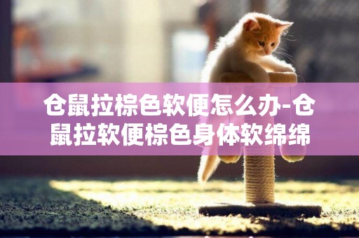 倉鼠拉棕色軟便怎么辦-倉鼠拉軟便棕色身體軟綿綿