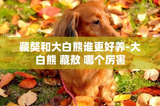 藏獒和大白熊誰更好養-大白熊 藏敖 哪個厲害