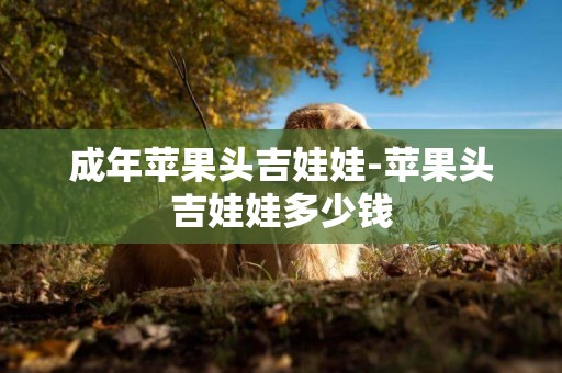 成年蘋果頭吉娃娃-蘋果頭吉娃娃多少錢