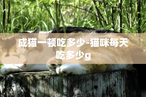 成貓一頓吃多少-貓咪每天吃多少g