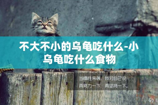 不大不小的烏龜吃什么-小烏龜吃什么食物