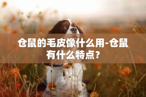 倉鼠的毛皮像什么用-倉鼠有什么特點？