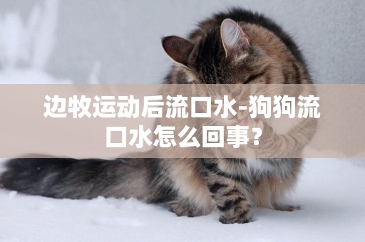 邊牧運動后流口水-狗狗流口水怎么回事？