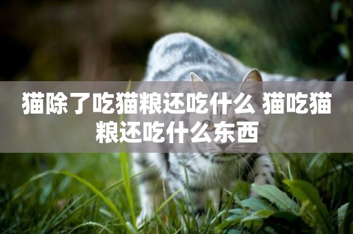 貓除了吃貓糧還吃什么 貓吃貓糧還吃什么東西