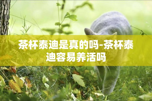 茶杯泰迪是真的嗎-茶杯泰迪容易養活嗎