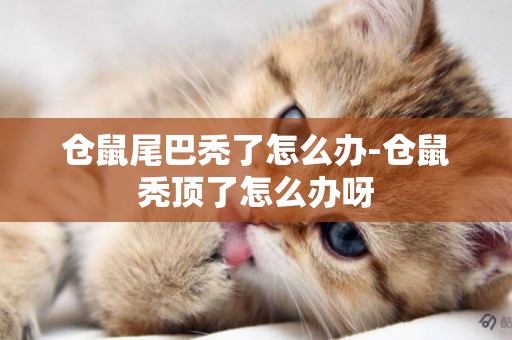 倉鼠尾巴禿了怎么辦-倉鼠禿頂了怎么辦呀