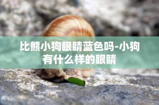 比熊小狗眼睛藍色嗎-小狗有什么樣的眼睛