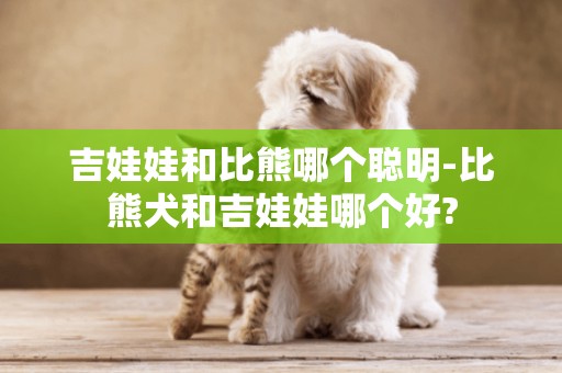 吉娃娃和比熊哪個聰明-比熊犬和吉娃娃哪個好?