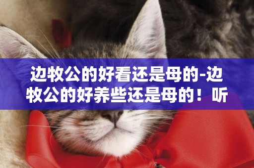 邊牧公的好看還是母的-邊牧公的好養些還是母的！聽話