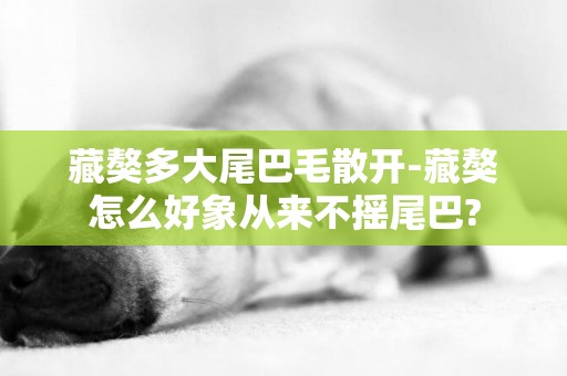 藏獒多大尾巴毛散開-藏獒怎么好象從來不搖尾巴?