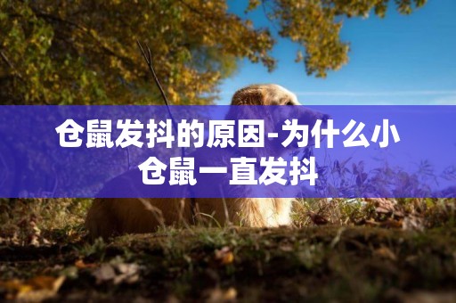 倉鼠發抖的原因-為什么小倉鼠一直發抖