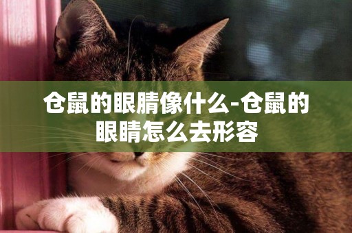 倉鼠的眼腈像什么-倉鼠的眼睛怎么去形容