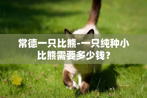 常德一只比熊-一只純種小比熊需要多少錢？