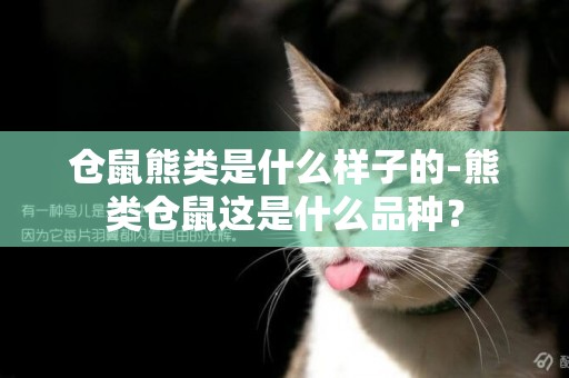 倉鼠熊類是什么樣子的-熊類倉鼠這是什么品種？