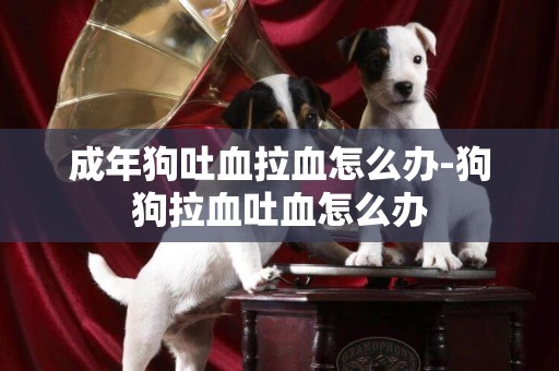 成年狗吐血拉血怎么辦-狗狗拉血吐血怎么辦