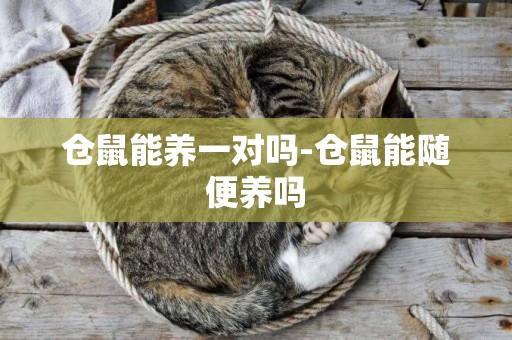倉鼠能養一對嗎-倉鼠能隨便養嗎