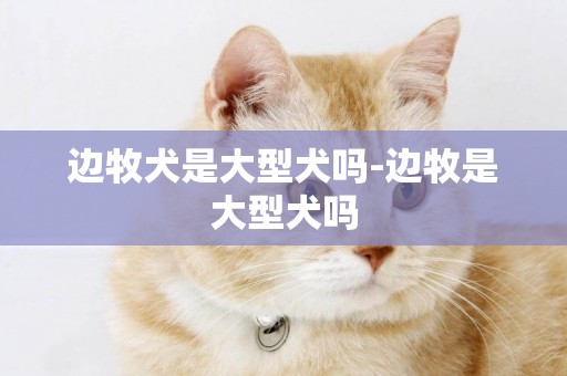 邊牧犬是大型犬嗎-邊牧是大型犬嗎