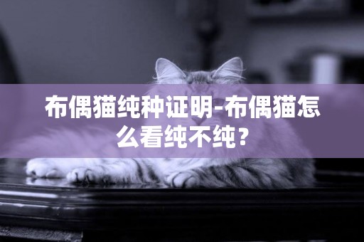 布偶貓純種證明-布偶貓怎么看純不純？