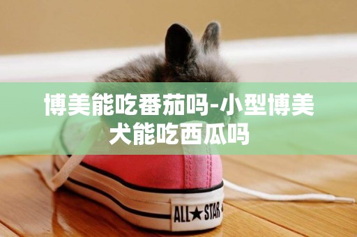 博美能吃番茄嗎-小型博美犬能吃西瓜嗎