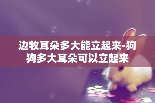 邊牧耳朵多大能立起來-狗狗多大耳朵可以立起來
