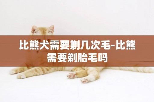 比熊犬需要剃幾次毛-比熊需要剃胎毛嗎