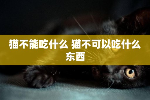 貓不能吃什么 貓不可以吃什么東西