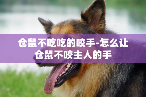 倉鼠不吃吃的咬手-怎么讓倉鼠不咬主人的手