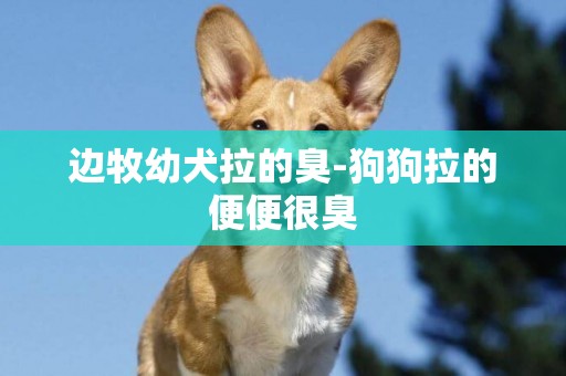 邊牧幼犬拉的臭-狗狗拉的便便很臭