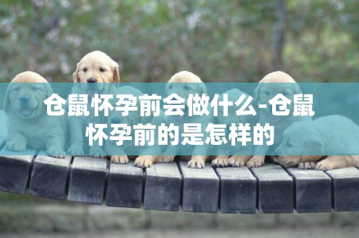 倉鼠懷孕前會做什么-倉鼠懷孕前的是怎樣的