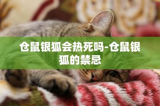 倉鼠銀狐會熱死嗎-倉鼠銀狐的禁忌
