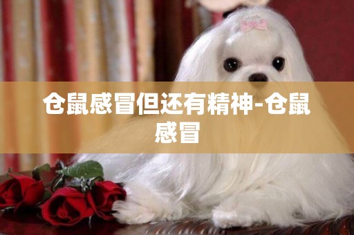 倉鼠感冒但還有精神-倉鼠感冒