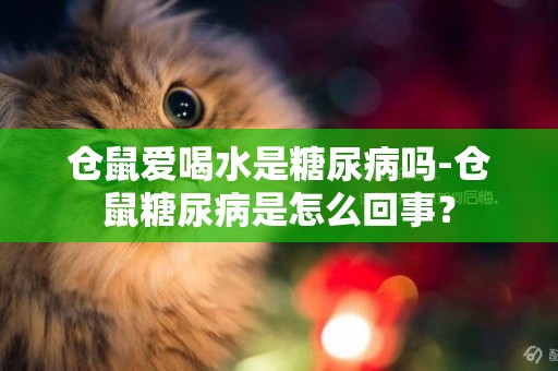 倉鼠愛喝水是糖尿病嗎-倉鼠糖尿病是怎么回事？