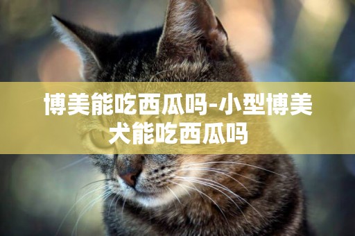 博美能吃西瓜嗎-小型博美犬能吃西瓜嗎