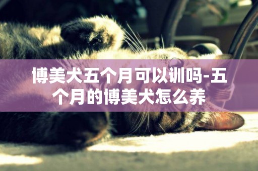 博美犬五個月可以訓嗎-五個月的博美犬怎么養