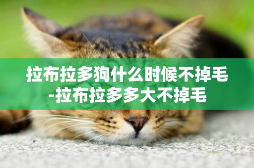 拉布拉多狗什么時候不掉毛-拉布拉多多大不掉毛