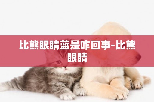 比熊眼睛藍是咋回事-比熊眼睛