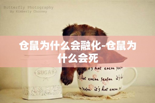 倉鼠為什么會融化-倉鼠為什么會死