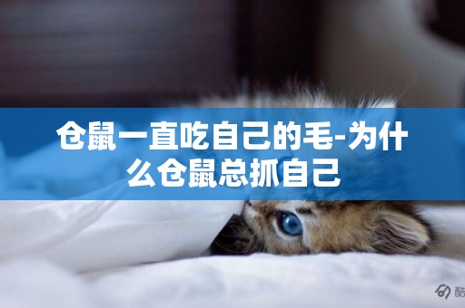 倉鼠一直吃自己的毛-為什么倉鼠總抓自己