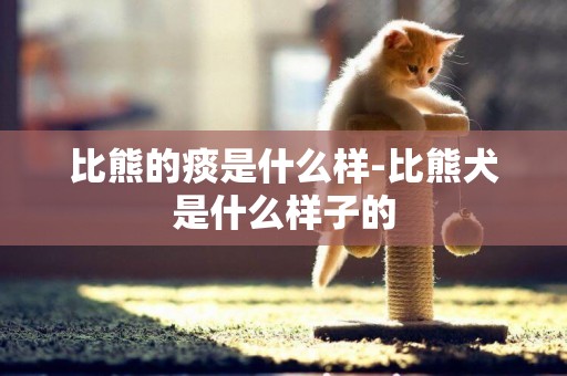 比熊的痰是什么樣-比熊犬是什么樣子的