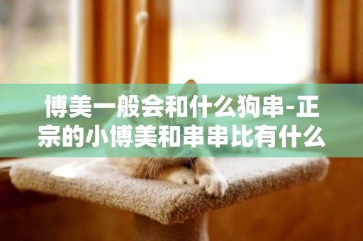 博美一般會和什么狗串-正宗的小博美和串串比有什么主要特征