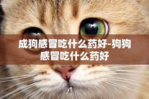 成狗感冒吃什么藥好-狗狗感冒吃什么藥好
