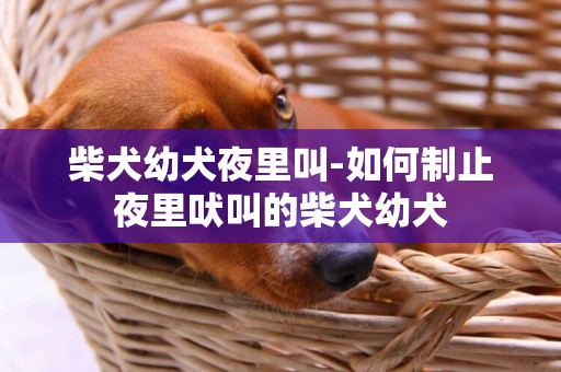 柴犬幼犬夜里叫-如何制止夜里吠叫的柴犬幼犬